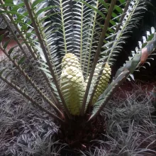 cycad plant - among the world's most threatened species