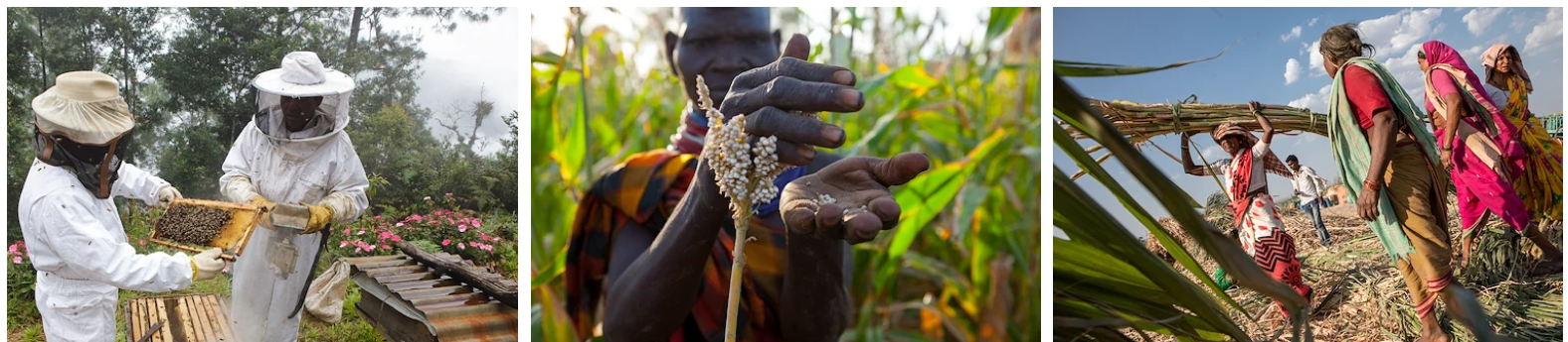 food system image
