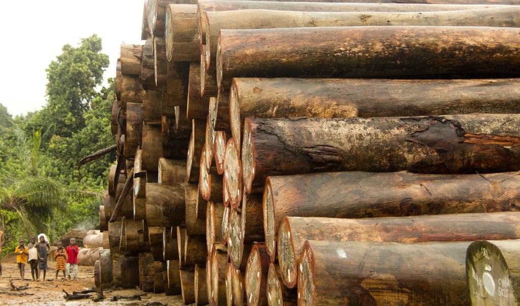 A pile of abandoned logs