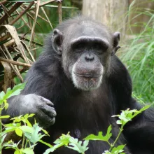 A chimpanzee in the forest