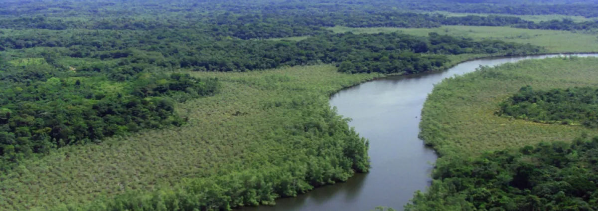 A riverine forest in Liberia